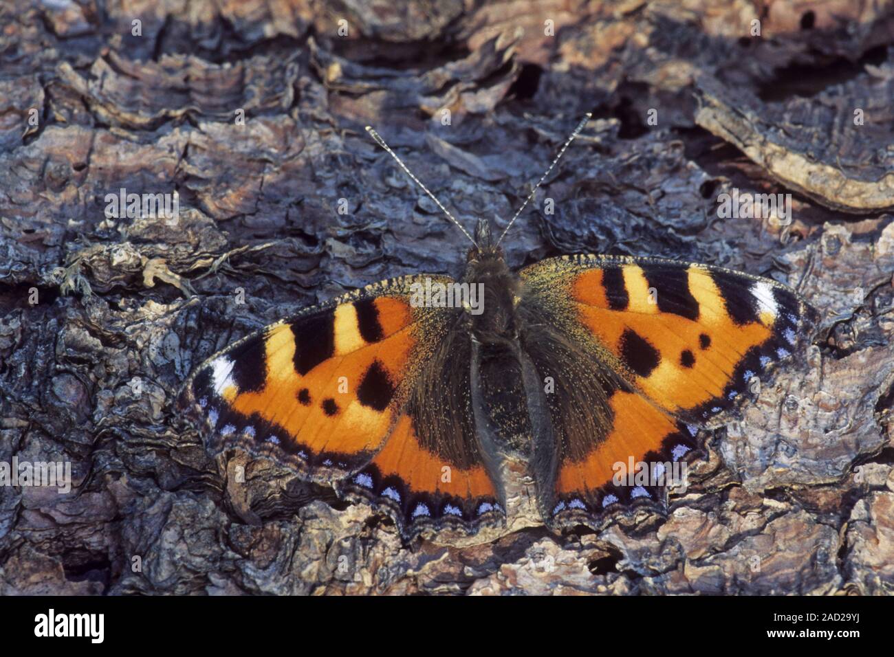 Small Tortoiseshell tiene un windspan entre 4,5 a 6,2cm / Aglais urticae Foto de stock