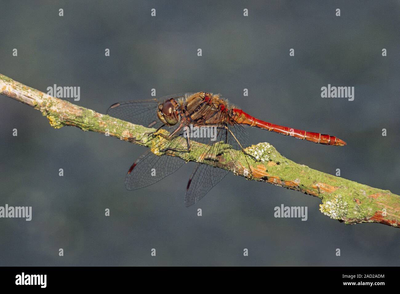 Vagabundo Darter se reproduce en el agua estancada - (foto macho) / Sympetrum vulgatum Foto de stock
