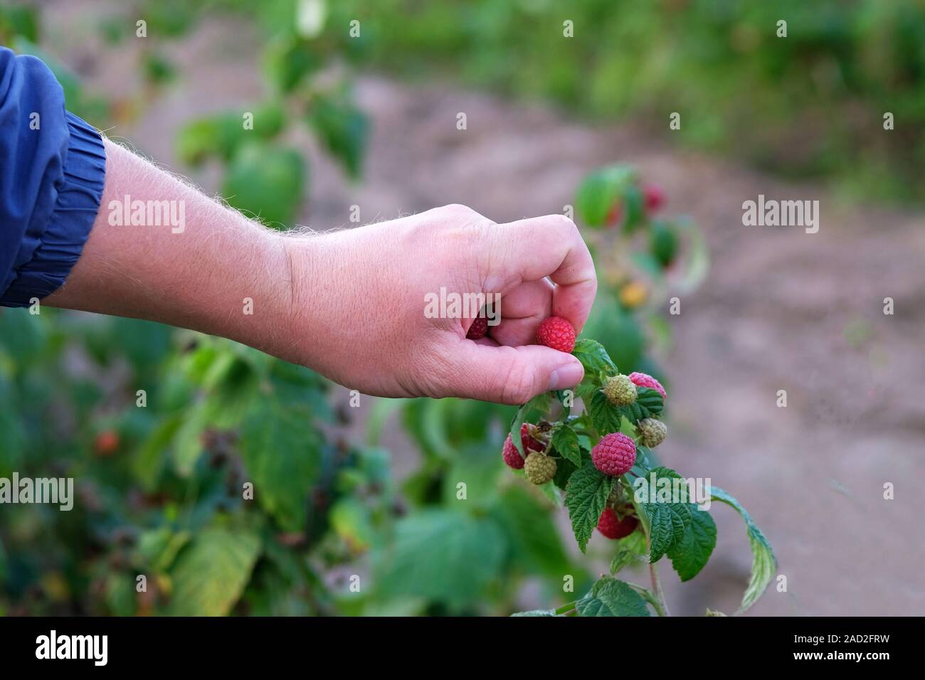 Manos dulce frambuesa, baya de recogida de la cosecha. Trabajador en el trabajo en la plantación de frambuesa. Comer sano. Bayas rojas maduras y jugosas. Foto de stock