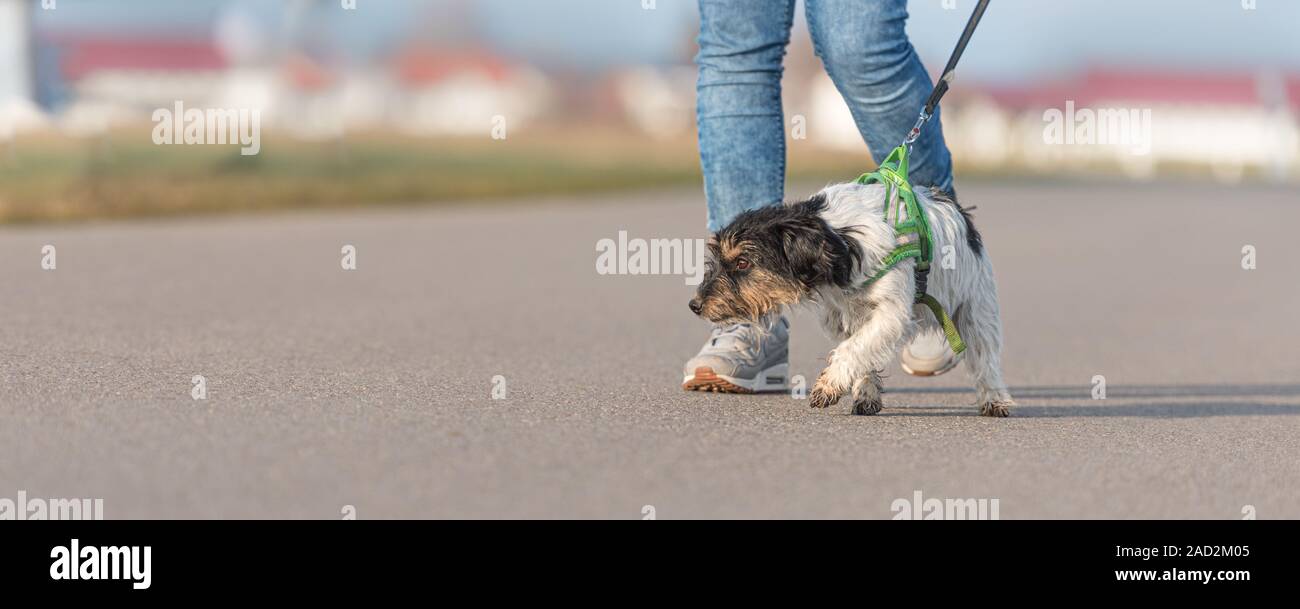 La mujer está caminando con un poco desobedientes Jack Russell Terrier perro  en una carretera en alquitrán Fotografía de stock - Alamy