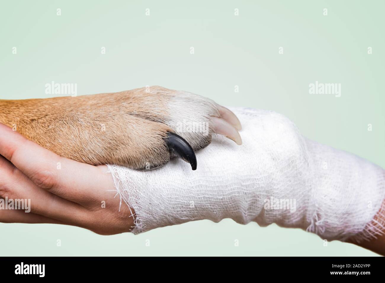 Mano de un animal y humana. La mano del hombre herido en el vendaje sosteniendo dog's paw. Foto de stock