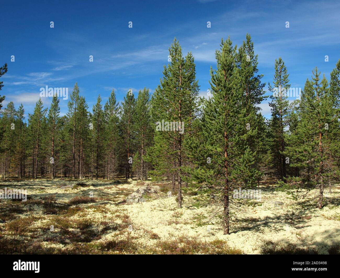 Bosque de coníferas Boreal Norwegian-Swedish en la zona fronteriza. Foto de stock