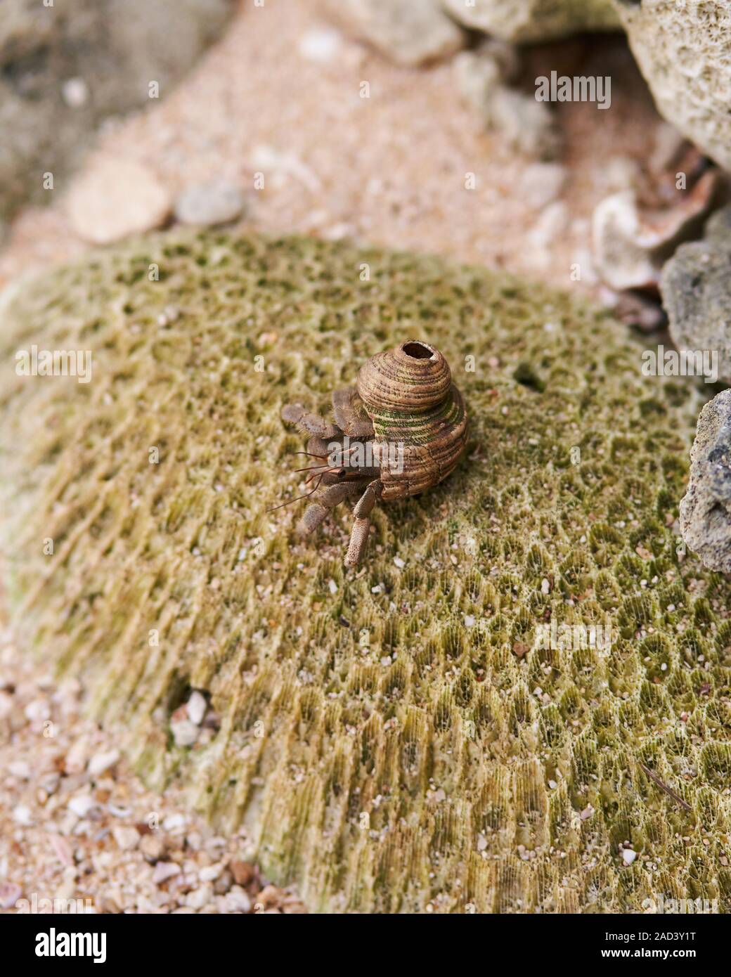 Un cangrejo ermitaño forrajes sobre una roca en una playa Secreta, Mirissa en Sri Lanka Foto de stock