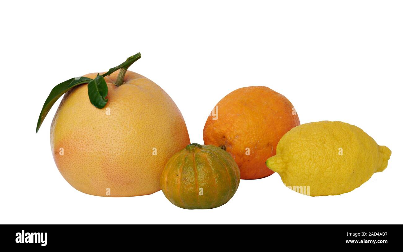 Las mandarinas, los pomelos y naranjas aislado sobre fondo blanco