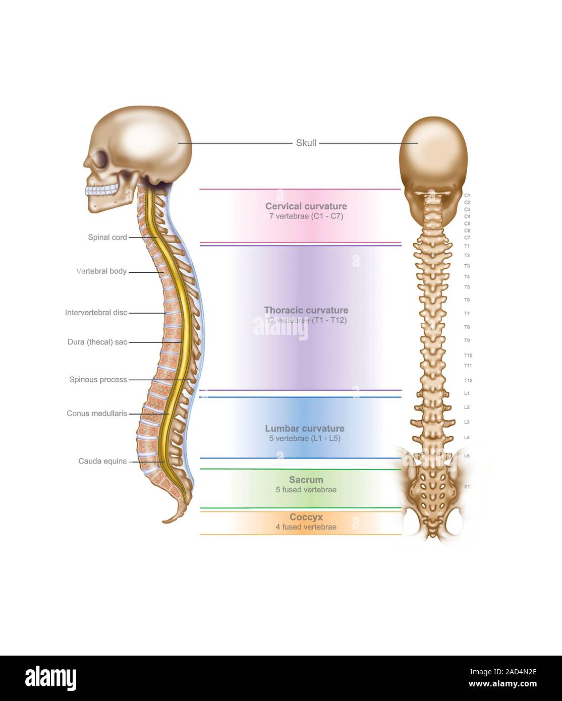 Anatomía de la columna vertebral. Diagrama rotulado de la anatomía de la  columna vertebral (columna vertebral). Las vértebras están numerados según  la región (mostrado en el centro Fotografía de stock - Alamy