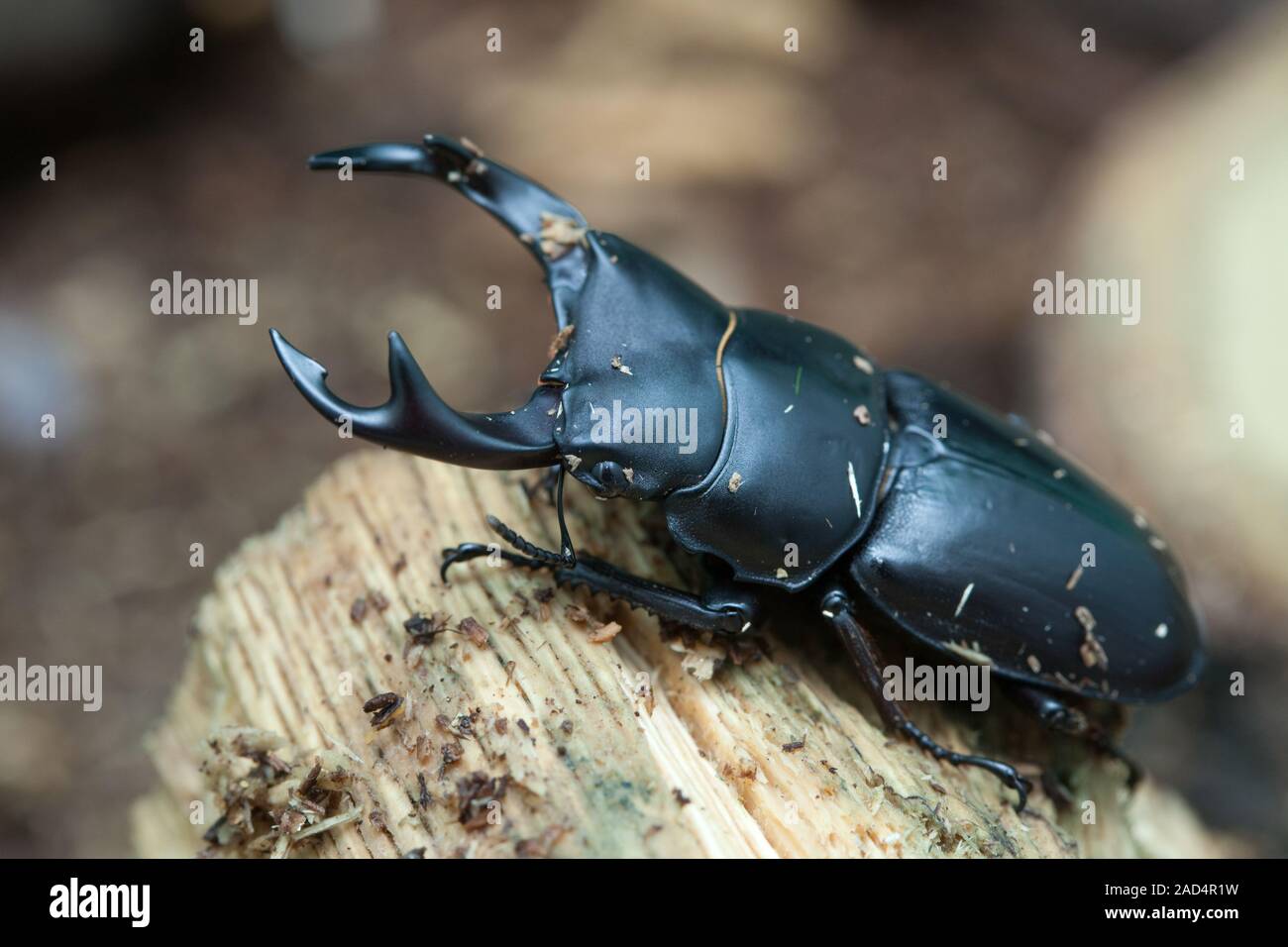 Dorcus hopei binodulosus Waterhouse escarabajo Ciervo macho Foto de stock