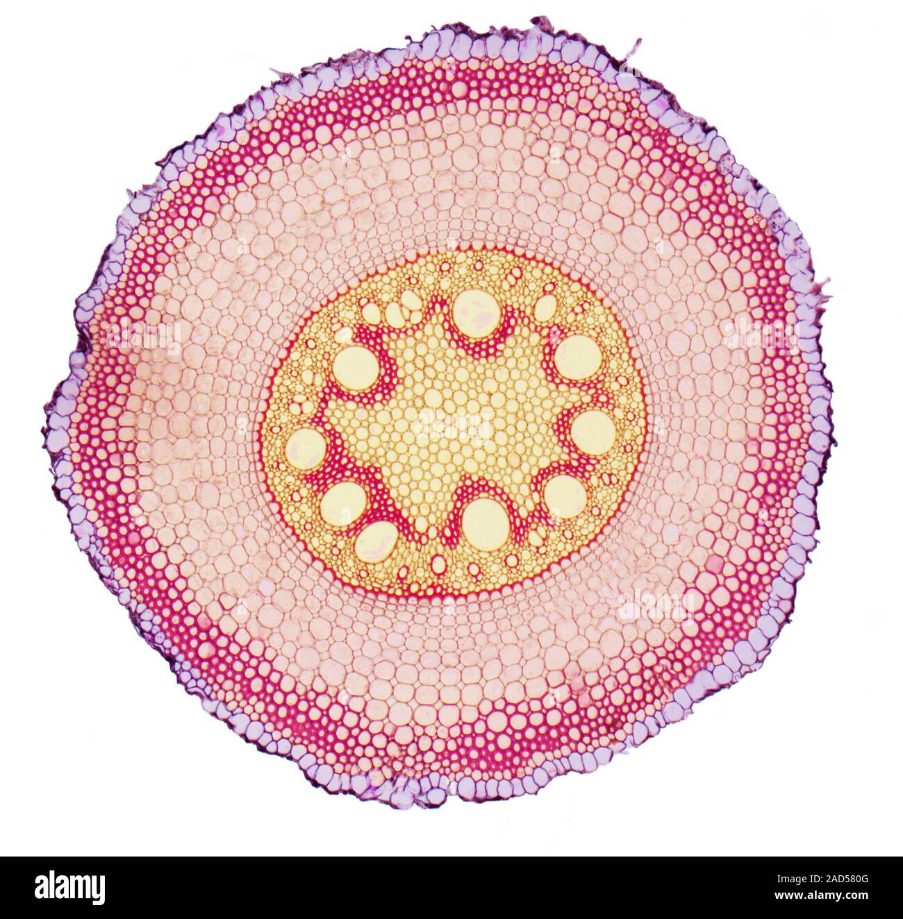 Dicotiledónea raíz disposición vascular. Micrografía de luz (LM) de una