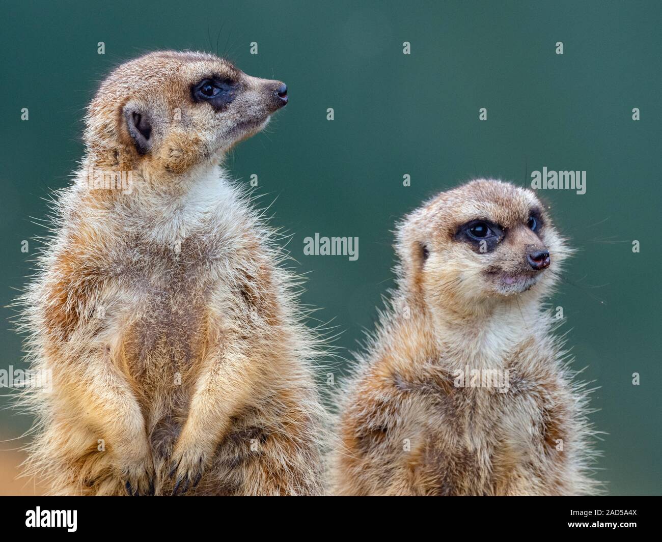 Meerkats o suricate Suricata suricatta Foto de stock