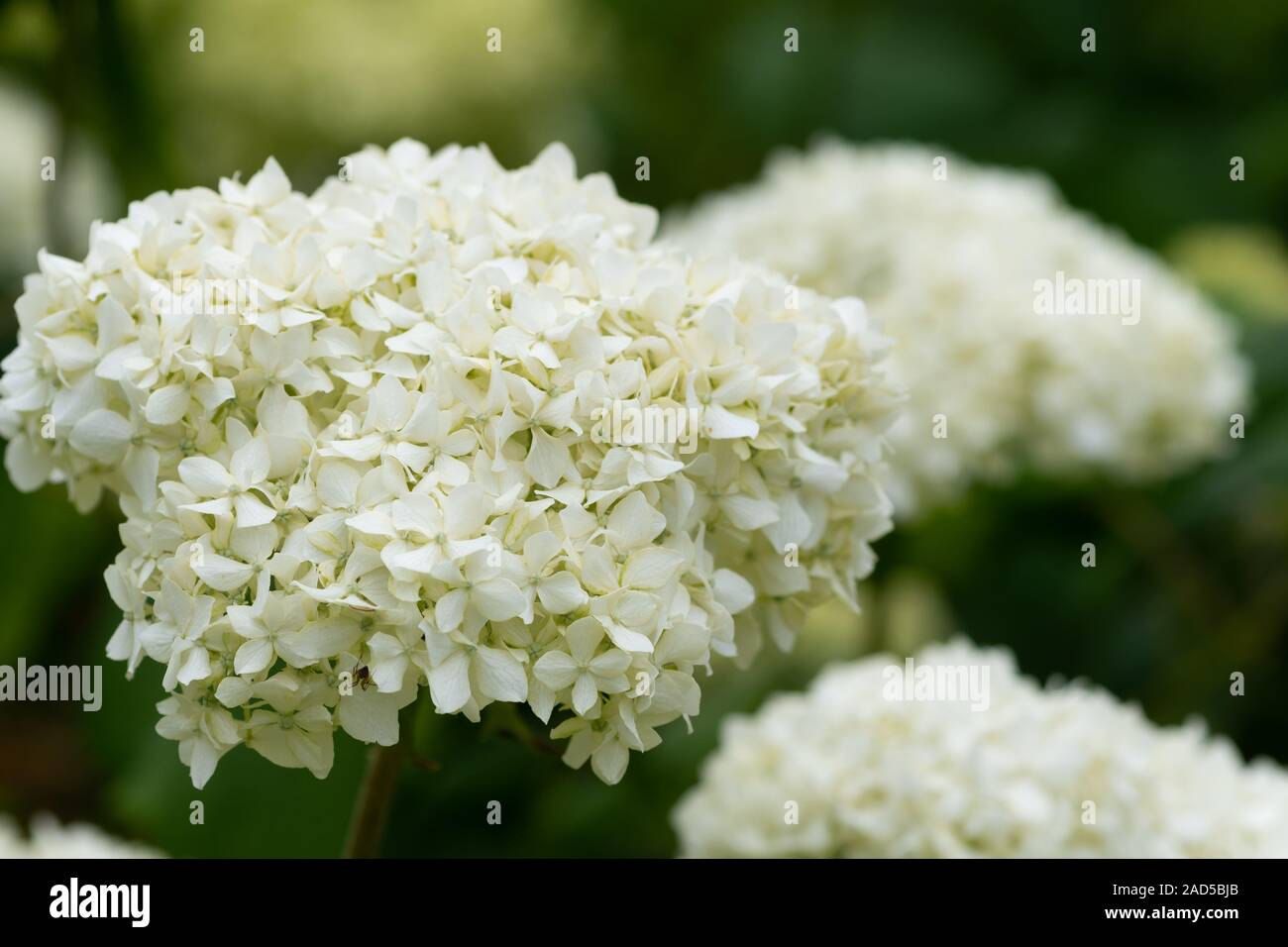 Hortensias blancas fotografías e imágenes de alta resolución - Alamy