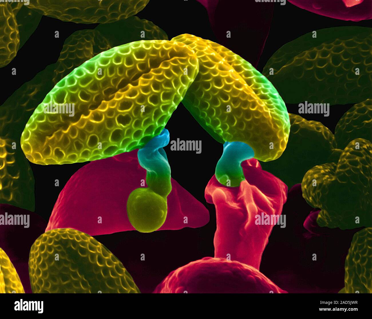 La mostaza silvestre (Brassica kaber germinación de polen), color