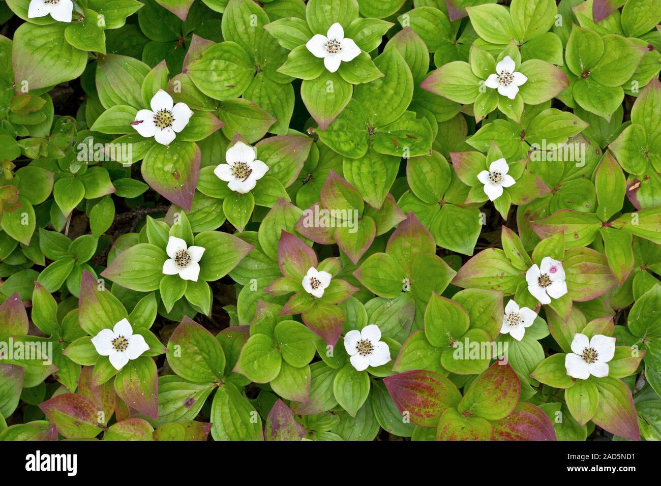 Sigilosa Cornejo (Cornus canadensis) en flor. Esta planta también se conoce  como enano canadiense bunchberry cornel o canadiense. Fotografiado en  coníferas w Fotografía de stock - Alamy