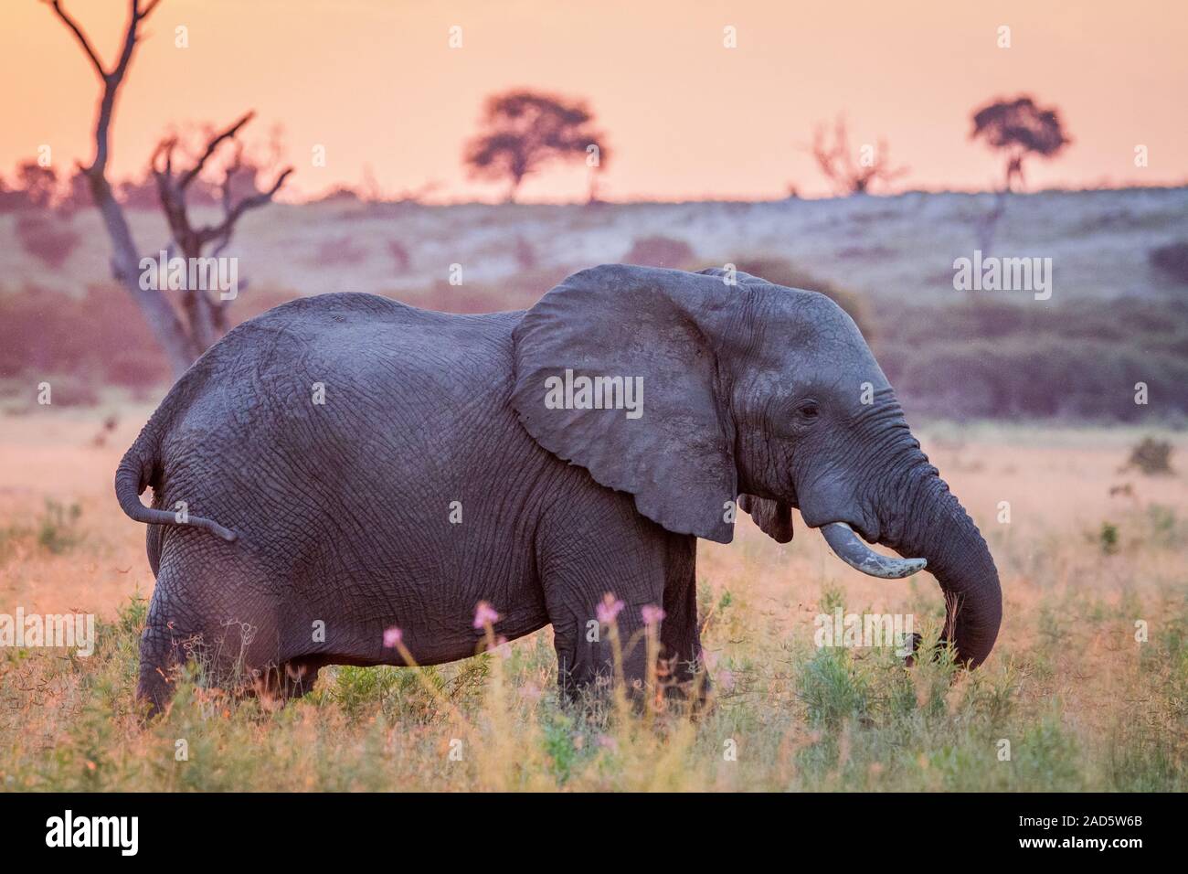 Elefantes en el sol hacia abajo en la hierba alta. Foto de stock