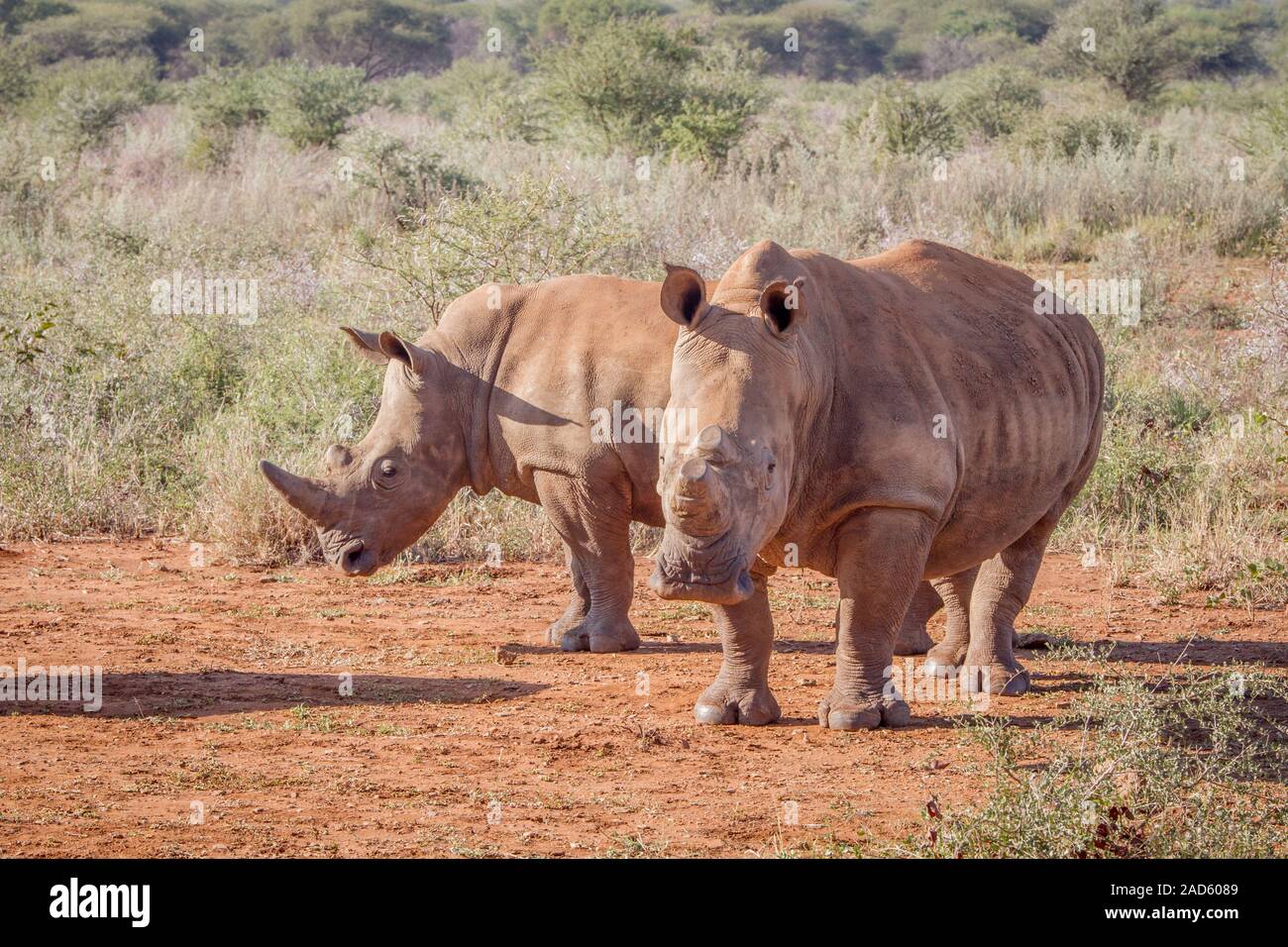 Dos rinocerontes blancos de pie en la arena. Foto de stock