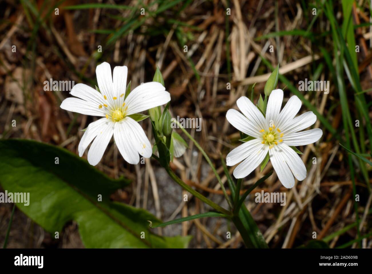 Stellaria holostea stitchwort (mayor) es nativa de Europa Central y Occidental Foto de stock
