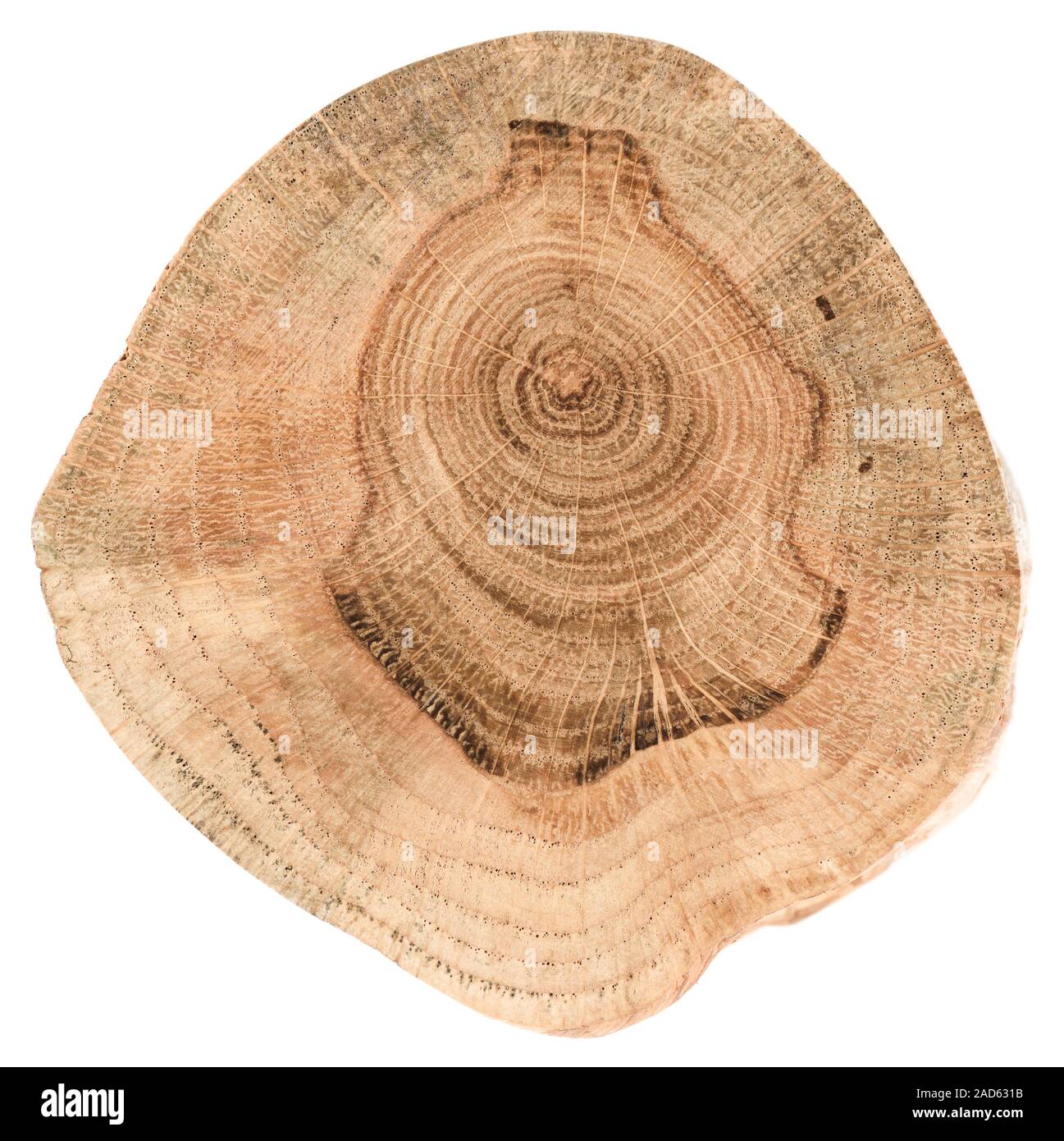 Oak Tree slice textura. Losa de madera de forma irregular con anillos  anuales y grietas aisladas sobre fondo blanco Fotografía de stock - Alamy