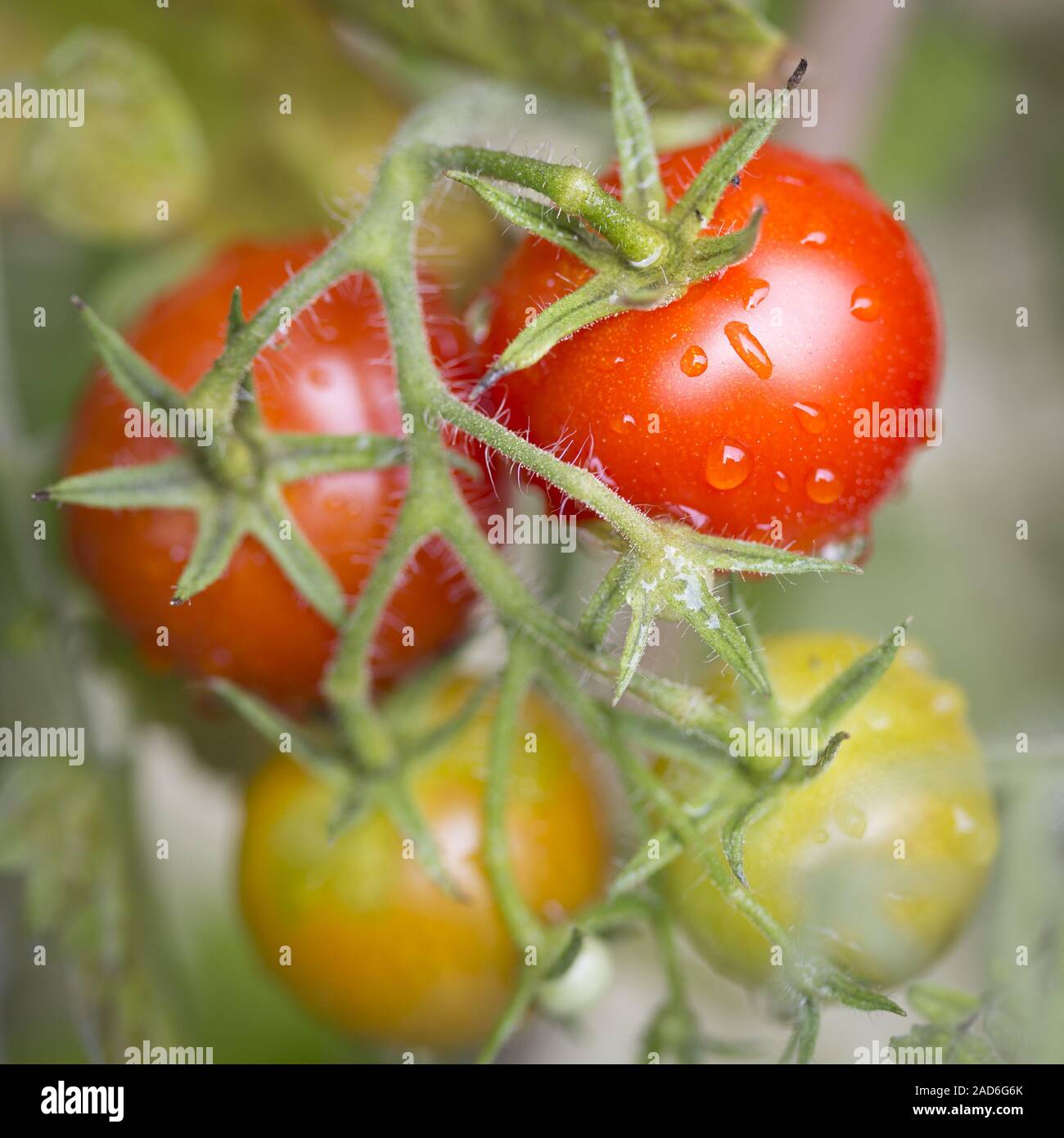 Tomates Cherry de arbusto, close-up, formato cuadrado Foto de stock