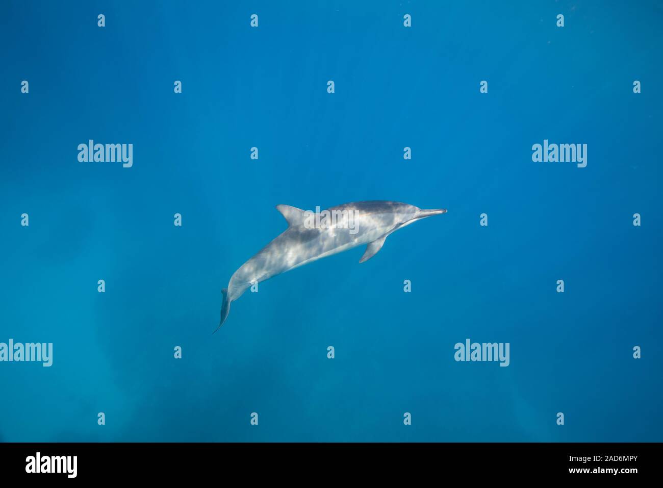 Una sola delfines, Stenella longirostris, fuera de la Isla Grande de Hawai. Delfines viajar en grandes grupos. Es raro que sólo uno en Foto de stock