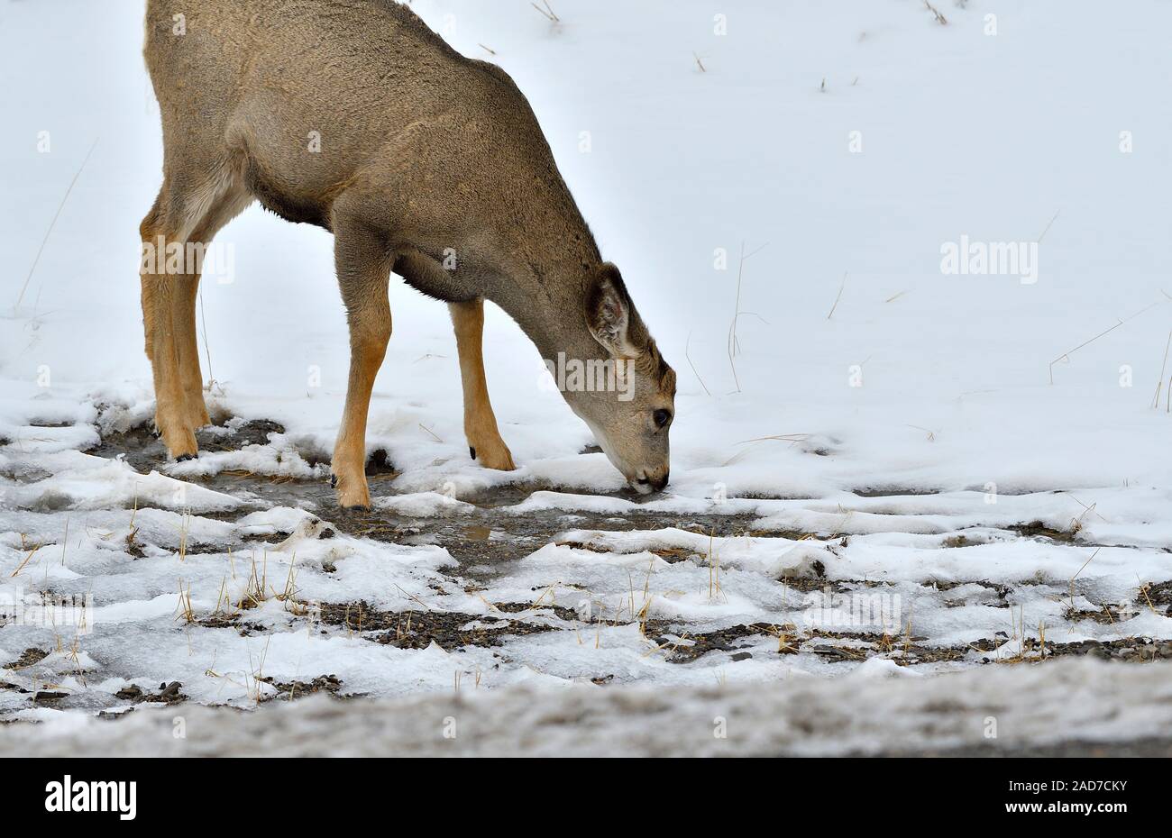 Una hembra de venado bura Odocoileus hemionus ''. beber un poco de agua de fusión al lado de una carretera en la zona rural de Alberta, Canadá Foto de stock