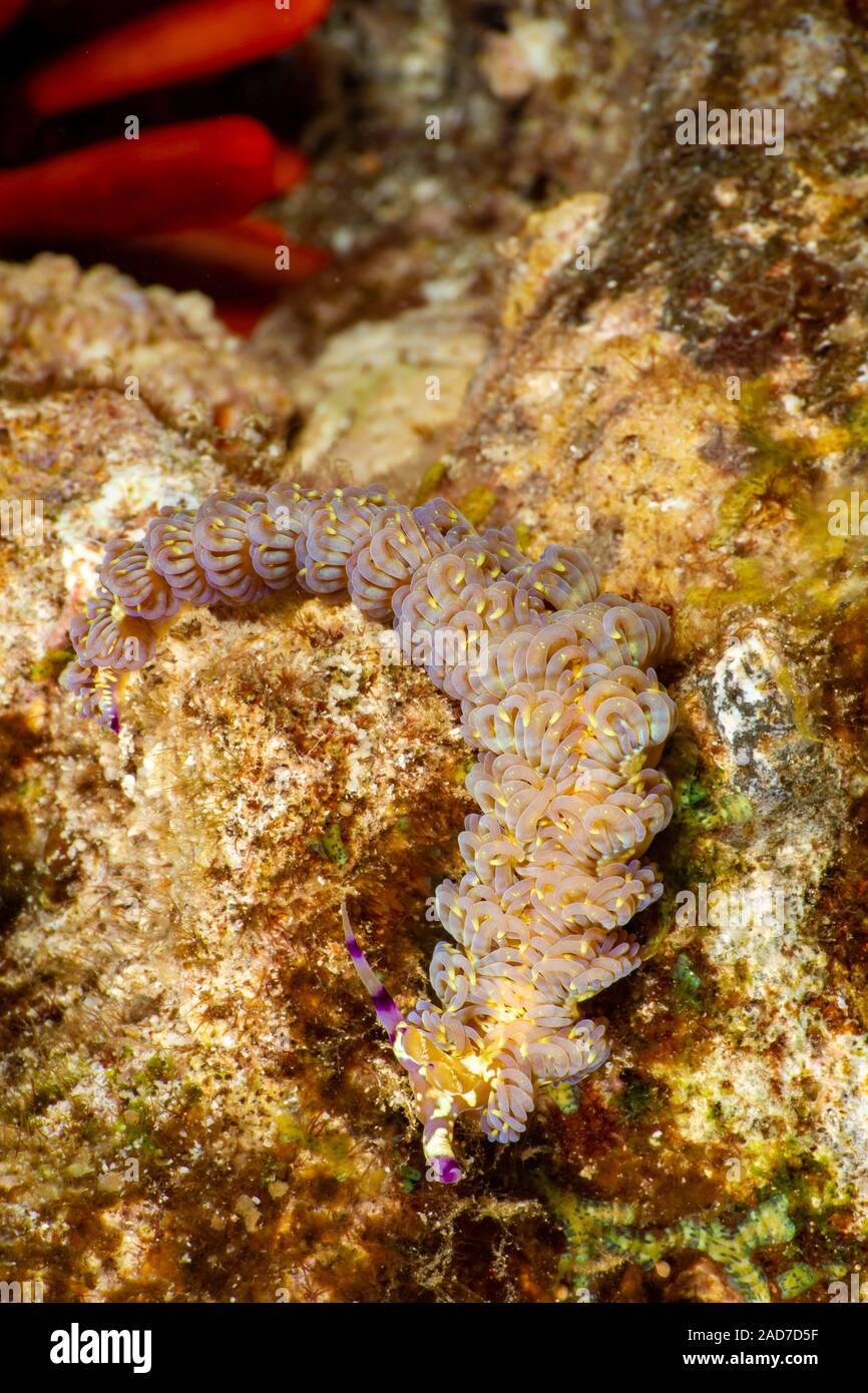 El Blue Dragon, nudibranch Pteraeolidia ianthina, ha desarrollado un método de captura y cultivo plantas microscópicas (zooxantelas) en su cuerpo. El p Foto de stock