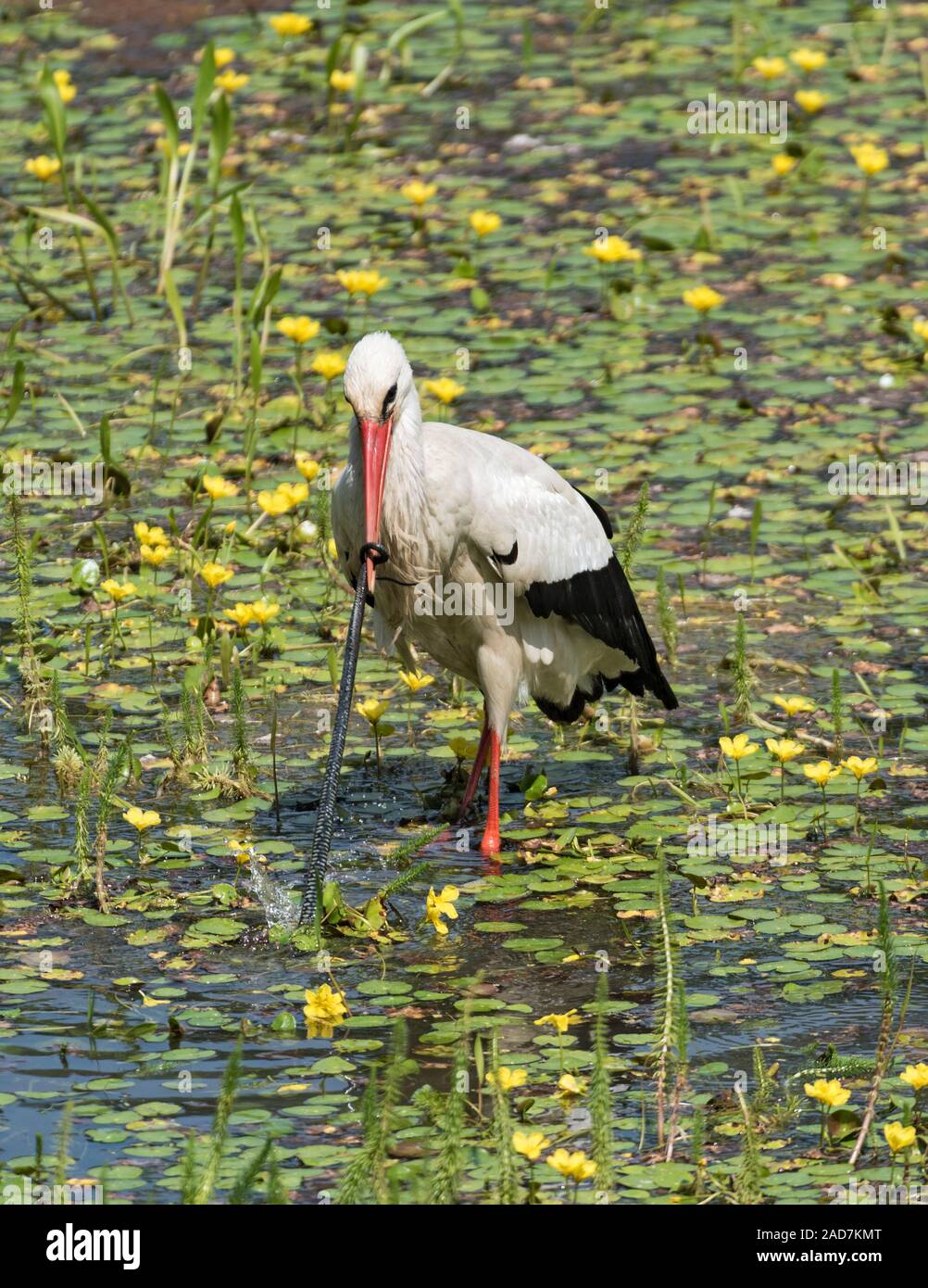 Una cigüeña blanca atrapa y devora a la serpiente en la reserva natural kuehkopf, Hesse, Alemania Foto de stock