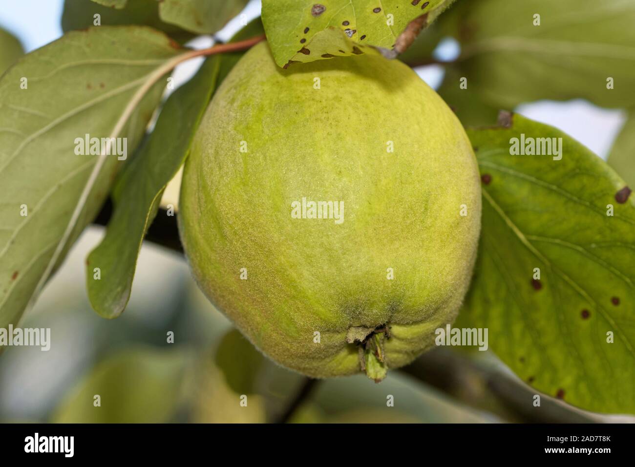 Membrillo en arbol fotografías e imágenes de alta resolución - Alamy