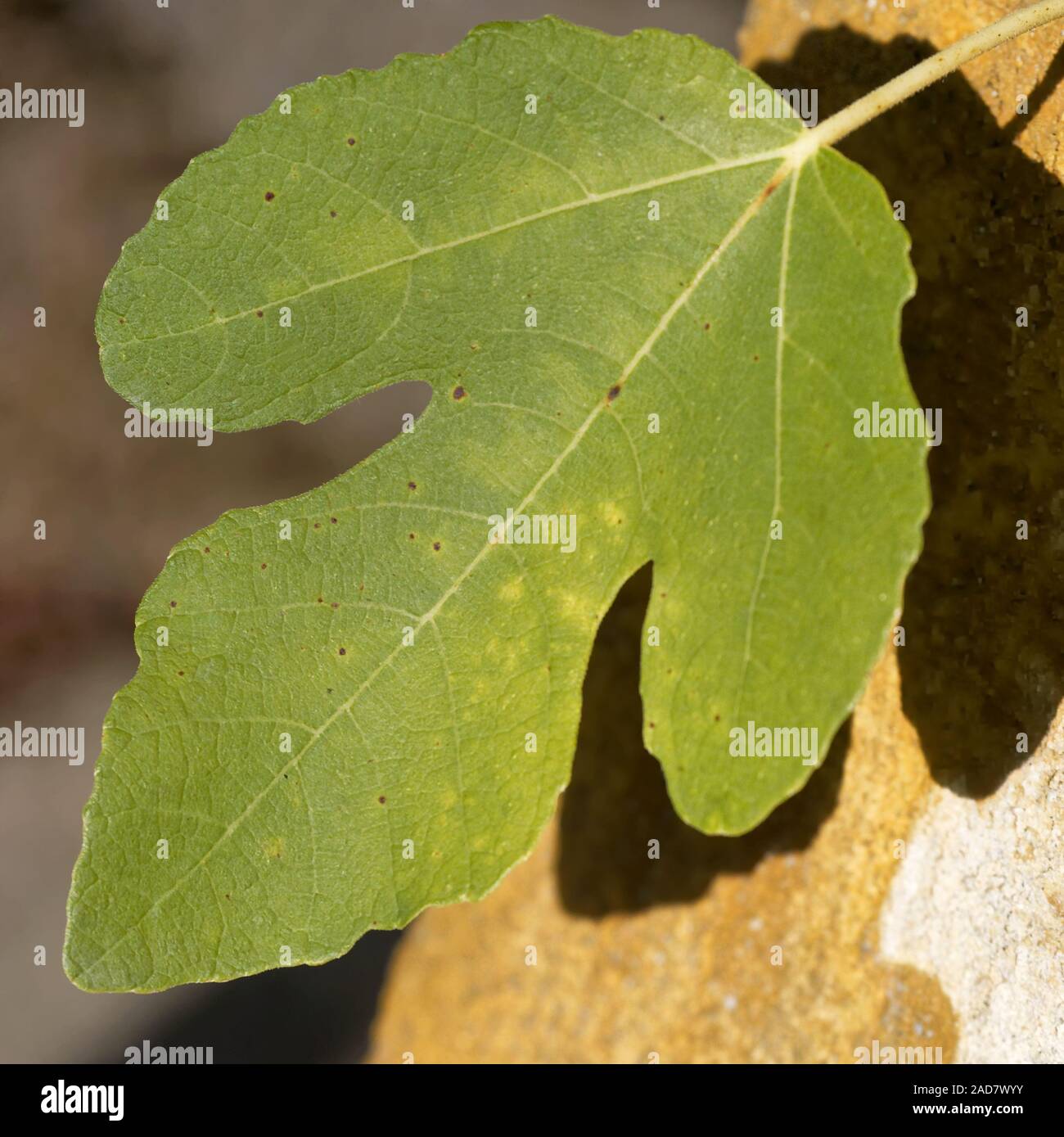 hoja de Parra Fotografía de stock Alamy