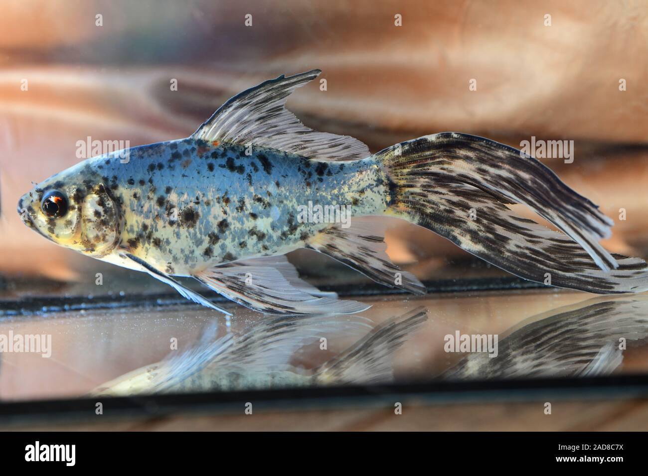 Blauer Shubunkin Goldfisch, goldfish, Carassius auratus Foto de stock