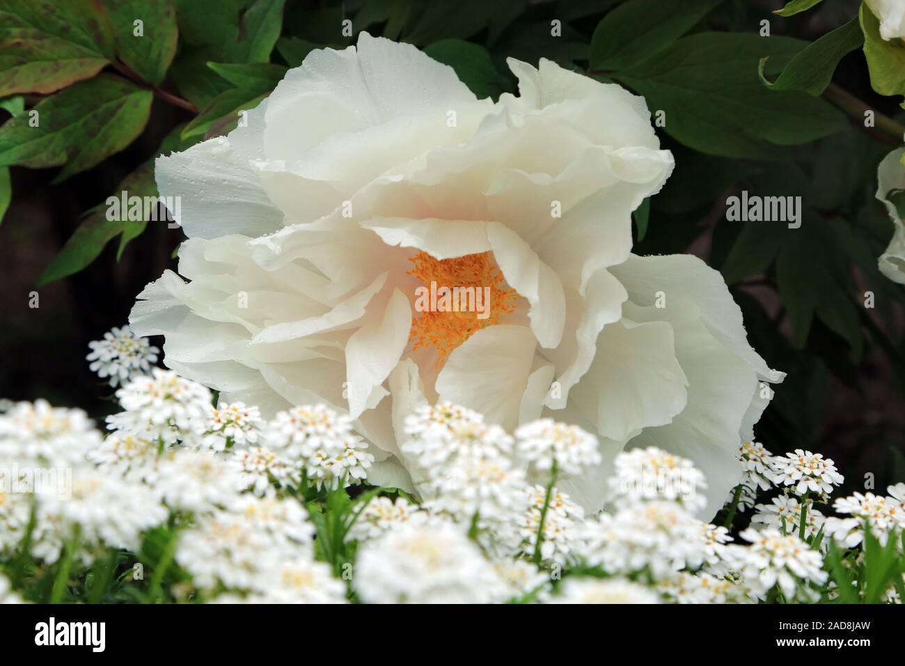 Flor de peonía Japonesa, Japonés, Paeonia peony Fotografía de stock - Alamy