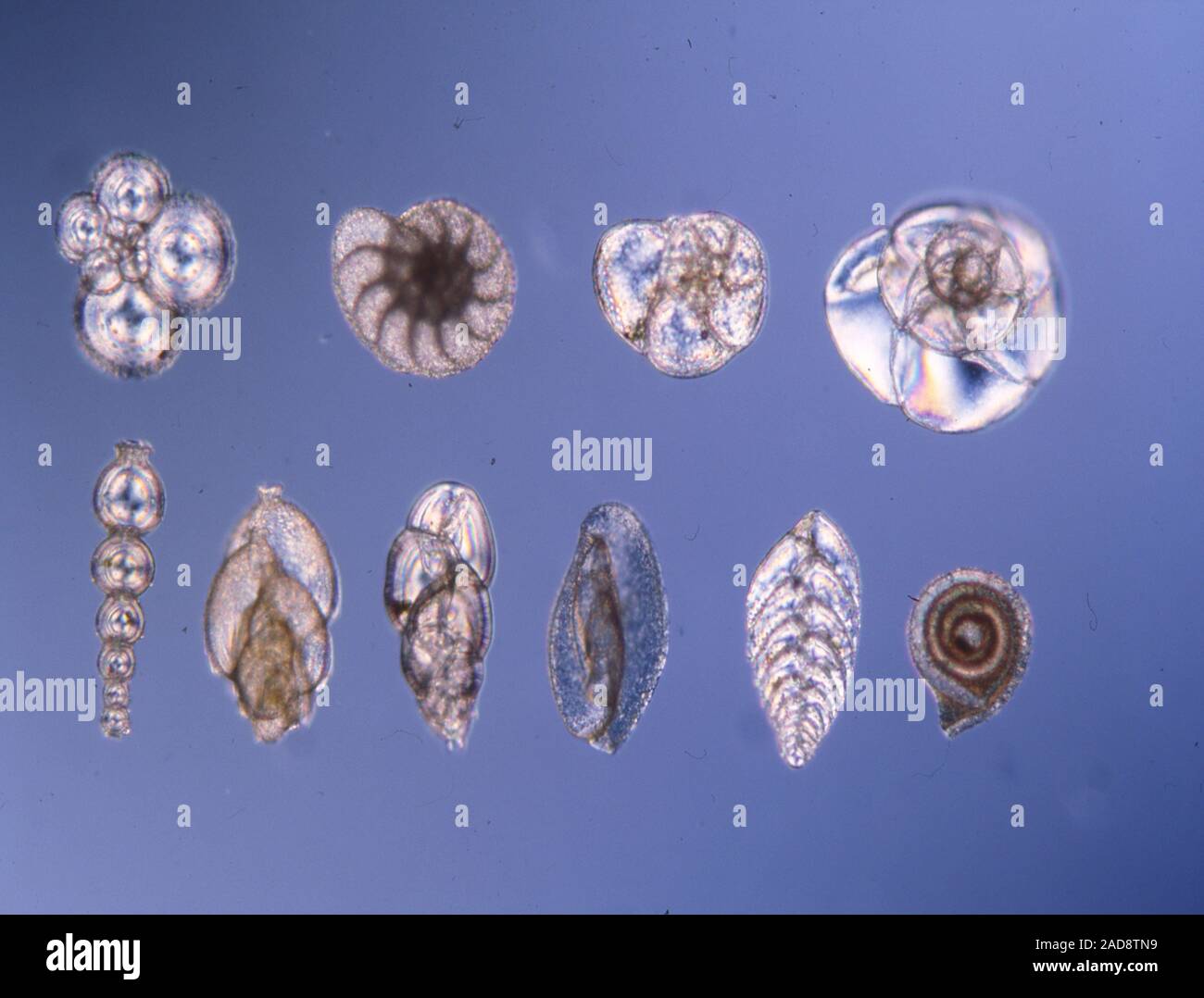 Foraminíferos pequeños organismos del mar Foto de stock