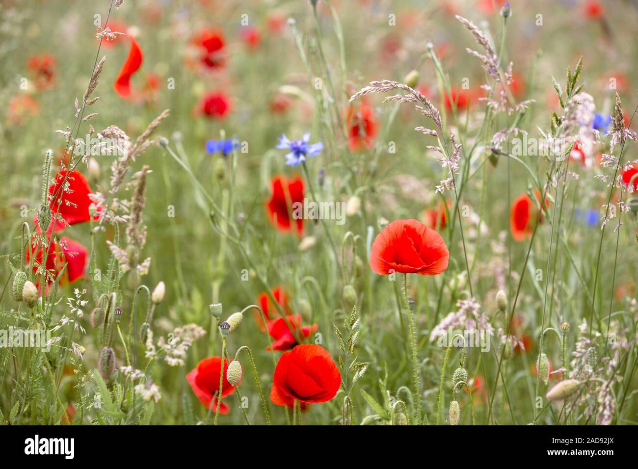 Floración amapola en medio de un prado Foto de stock