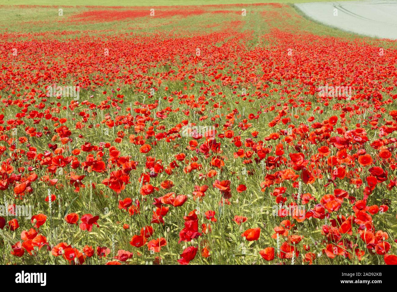 Blooming campo de amapolas en terrenos agrícolas Foto de stock