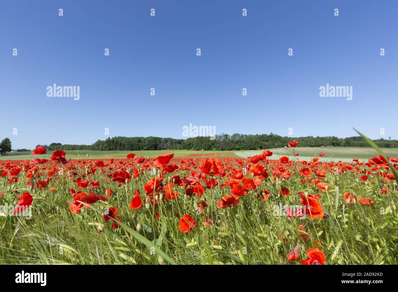 Blooming campo de amapolas en terrenos agrícolas Foto de stock