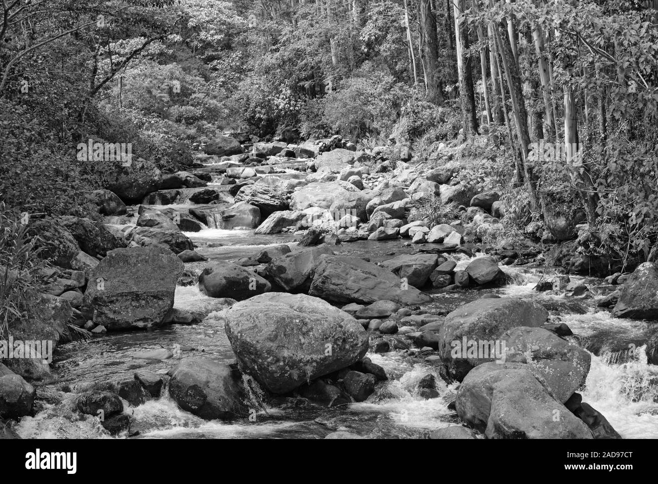 Riachuelo en el Parque Nacional Volcán Barú Panamá en blanco y negro Foto de stock