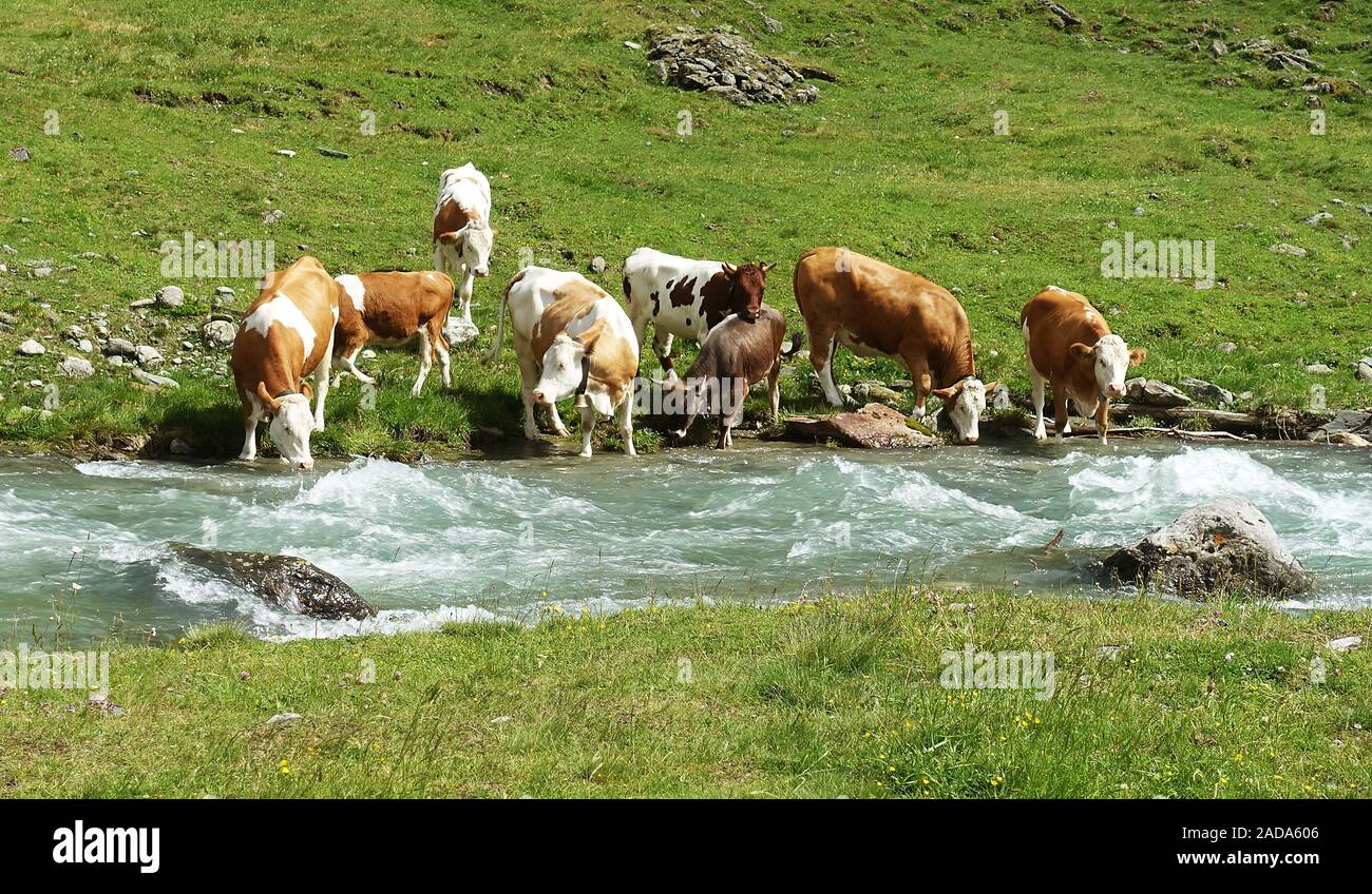 Sed de vacas en Prettau alpino, Ahrntal, Tirol del Sur Foto de stock