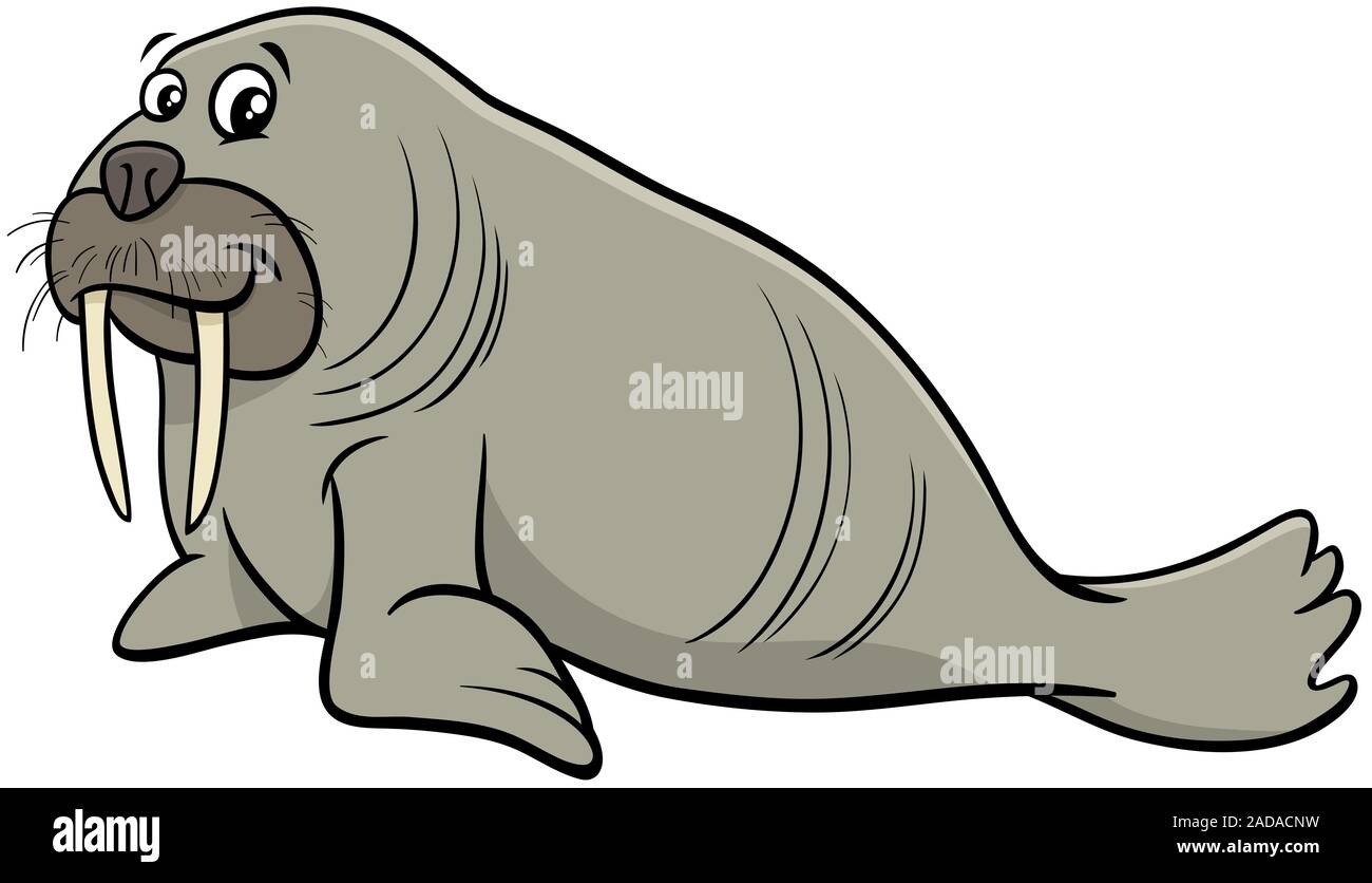 La morsa animal salvaje personaje cartoon ilustración Fotografía de stock -  Alamy
