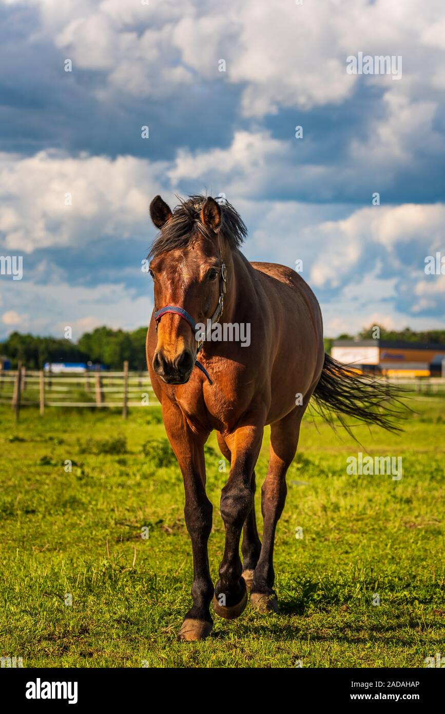 Hermosa caballo pastando en verdes pastos iluminada por el sol de verano al aire libre corriendo hacia la cámara Foto de stock