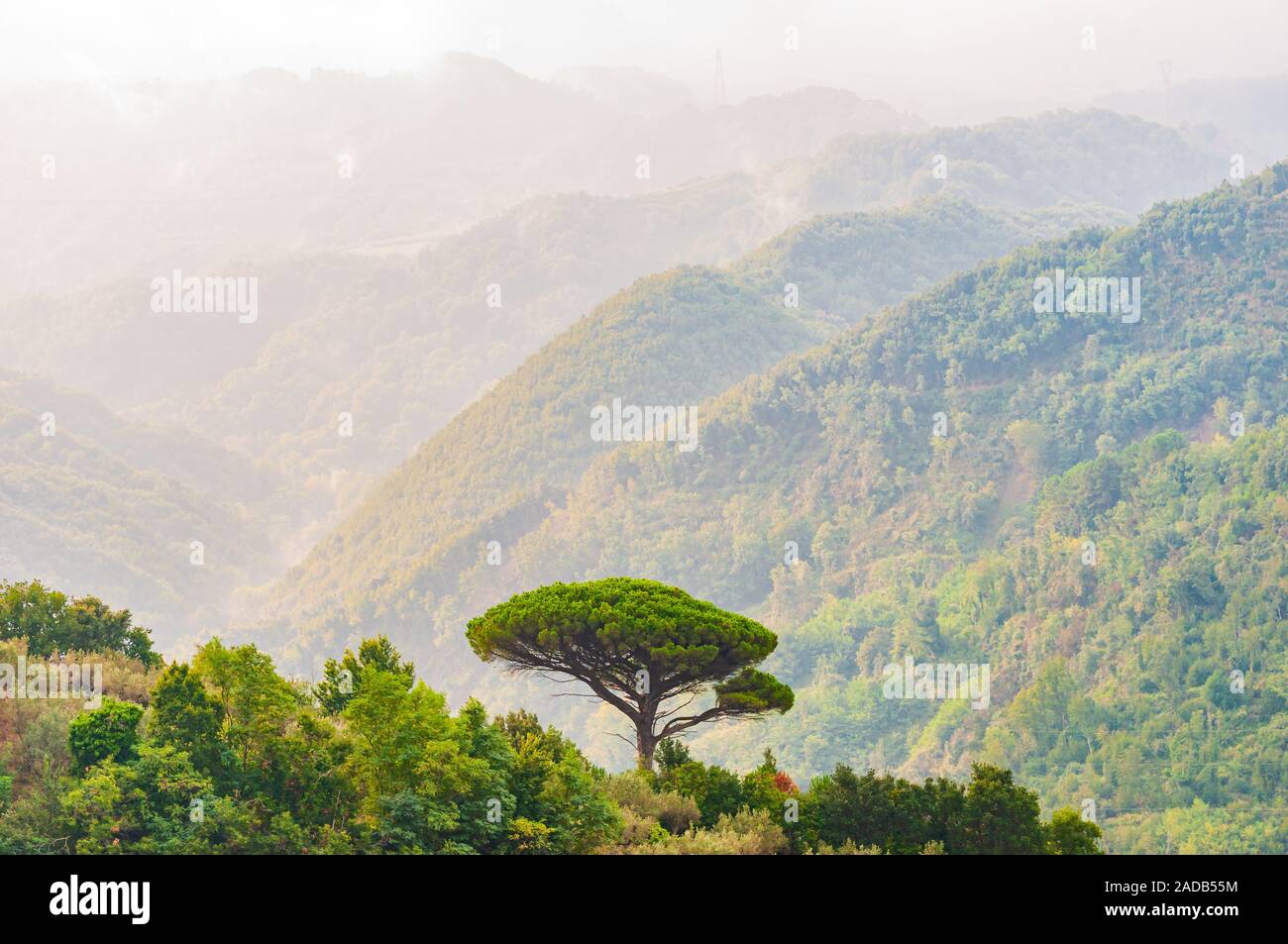 Pino mediterráneo único árbol que crece en la cima de la colina. Los  bosques de árboles de hoja perenne llenando el gradiente cordillera  envuelta en la niebla. Misty Ital Fotografía de stock -