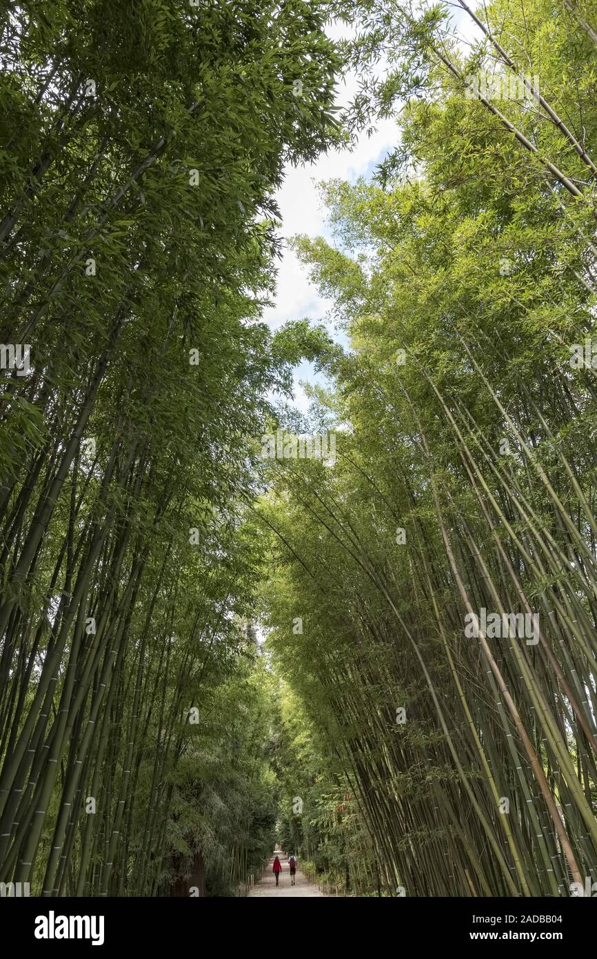 Avenida con bambú verde fresco Foto de stock