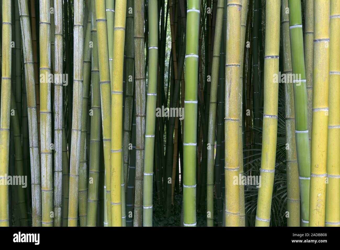 Bambú verde fresco Foto de stock