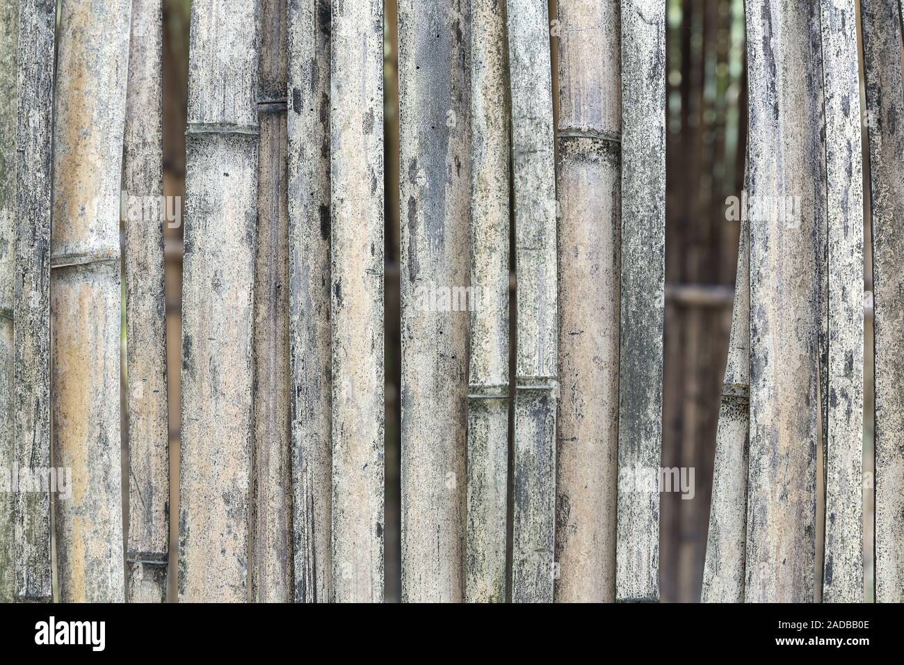 Bambú secos como fondo Foto de stock