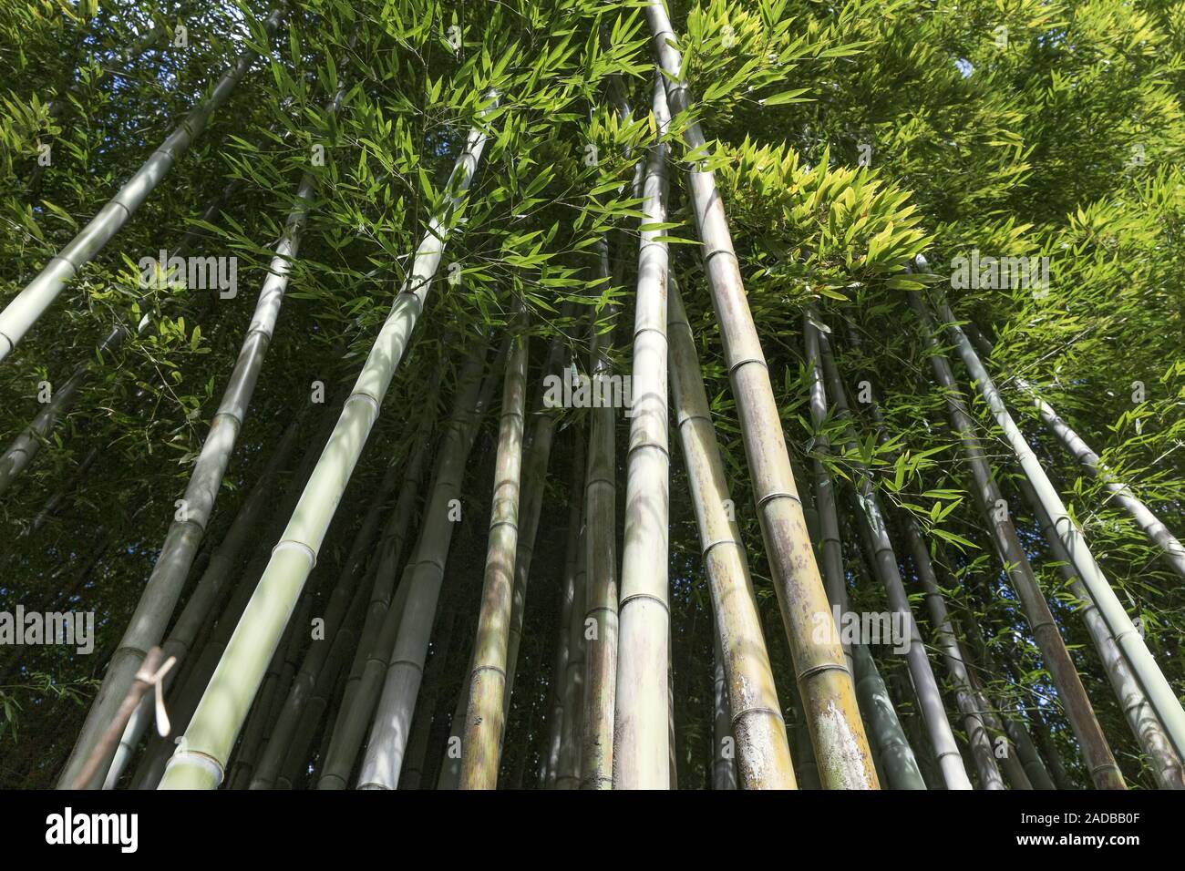 Avenida con bambú verde fresco Foto de stock