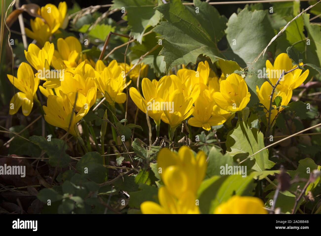 Amarillo Otoño (Colchicum autumnale Timoteo) Foto de stock