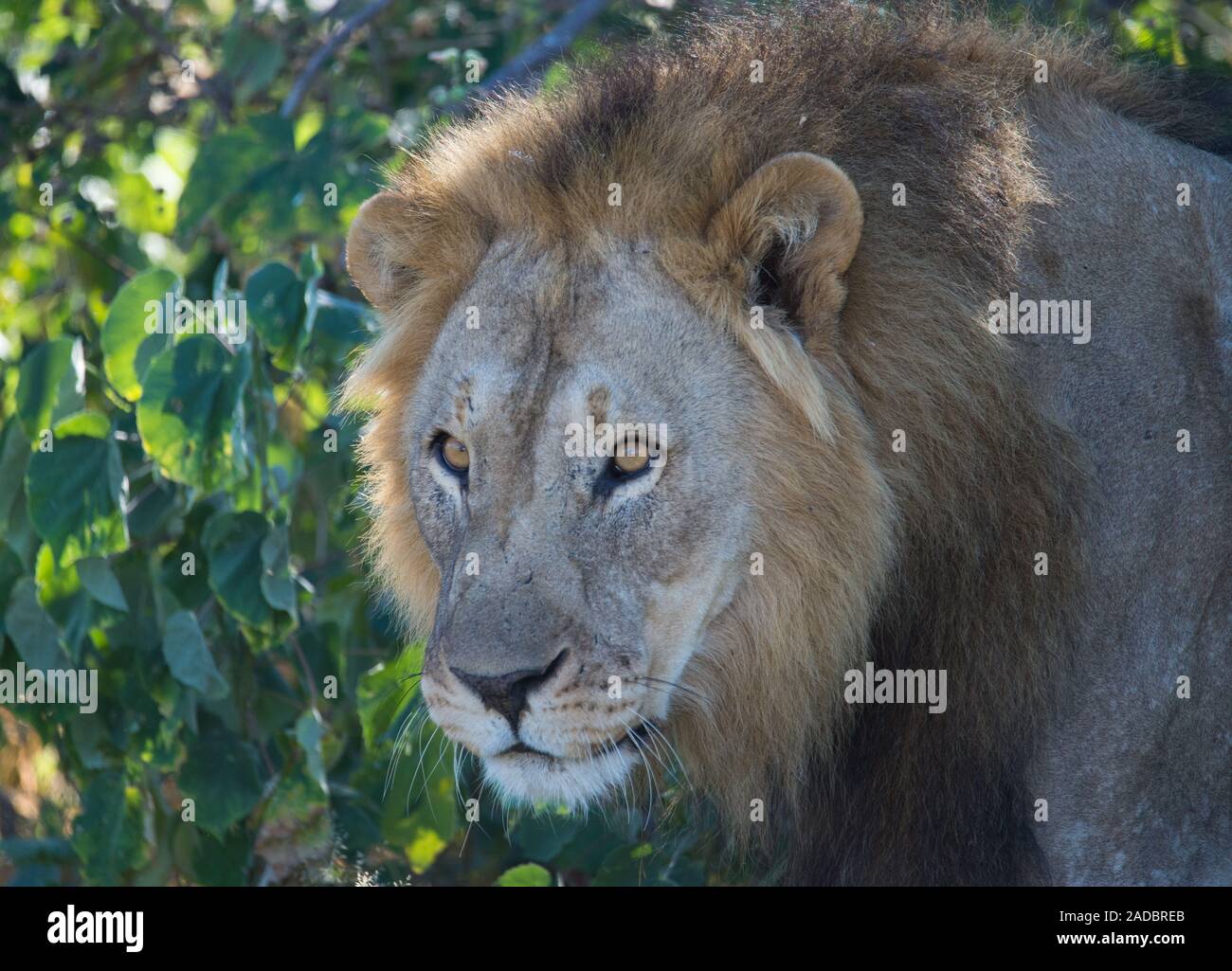 Un león es mantener un ojo vigilante sobre el mundo Foto de stock