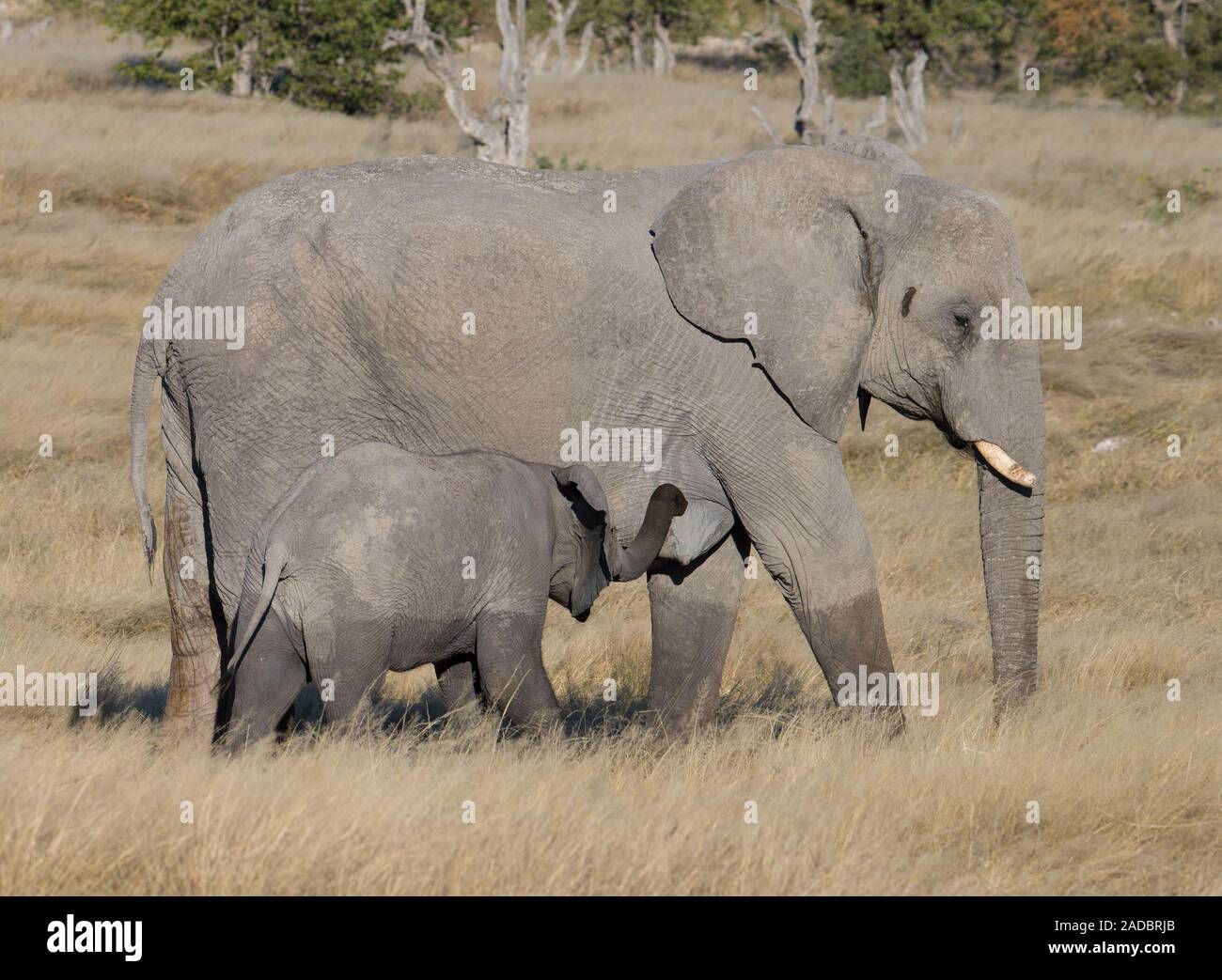 La hora de la comida, un bebé elefante es tener una bebida de su madre Foto de stock