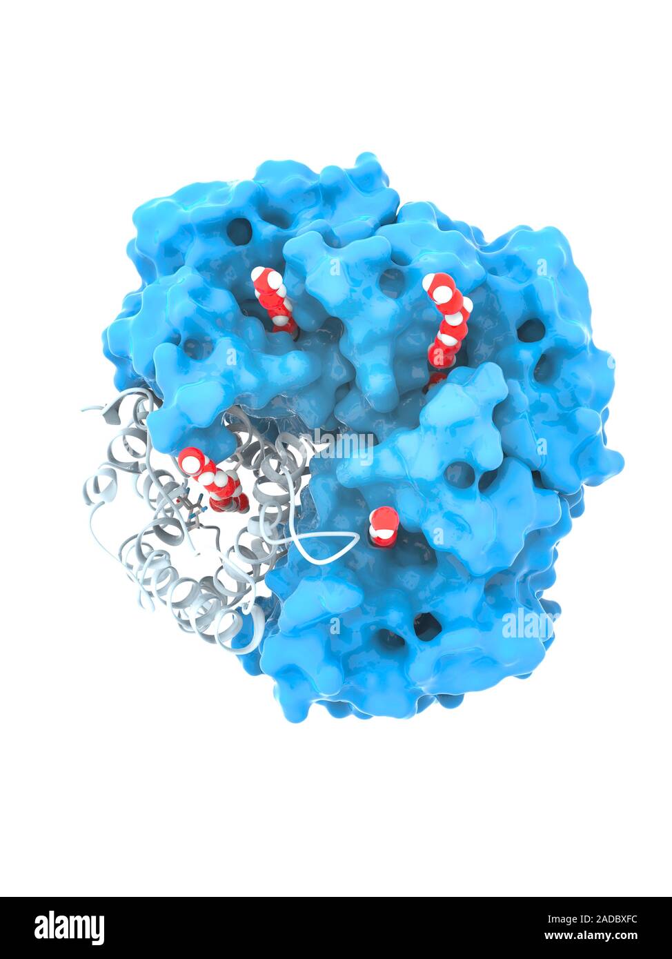 Acuaporina, modelo molecular de proteínas de membrana. Equipo