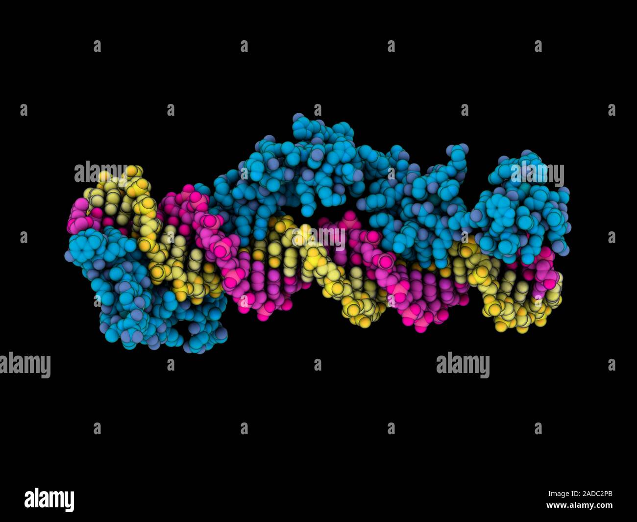 Dominio de dedos de zinc complejado con el ADN (ácido