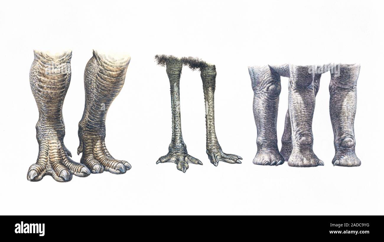 Patas de aves y dinosaurios. Ilustración de las piernas de un tiranosaurio  rex (izquierda), un emu (centro) y un Diplodocus (derecha). T. rex era un  carnívoro pre Fotografía de stock - Alamy