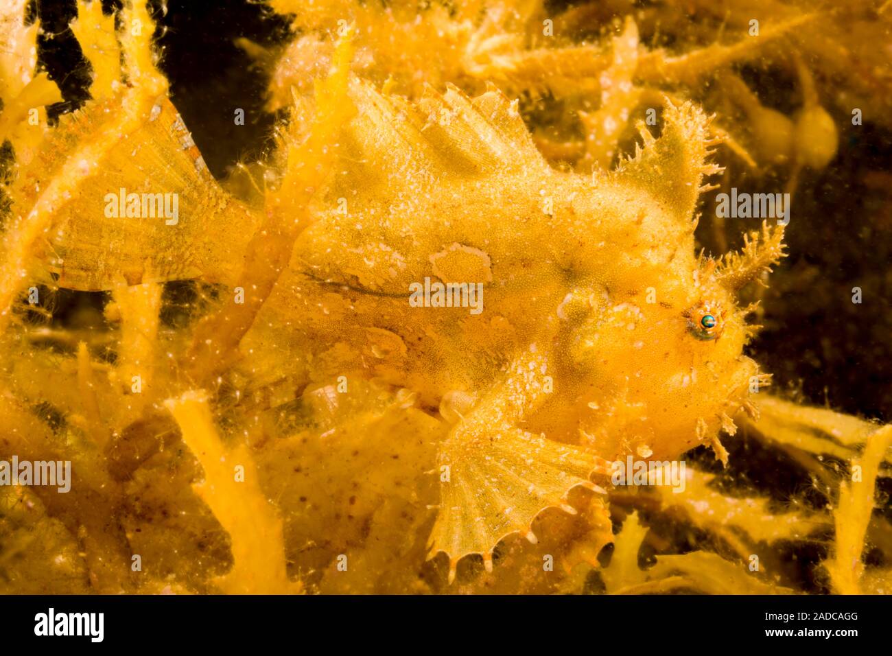 Sargassum frogfish o sargassumfish, Histiro histiro, en una estera de algas, sargasum flotante Sargassum muticum, Filipinas. Foto de stock