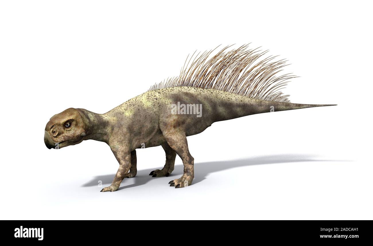 Dinosaurio Psittacosaurus, ilustración. Psittacosaurus dinosaurios eran  herbívoros, y su loro como picos pueden haber sido utilizado para romper  las nueces. Psittac Fotografía de stock - Alamy