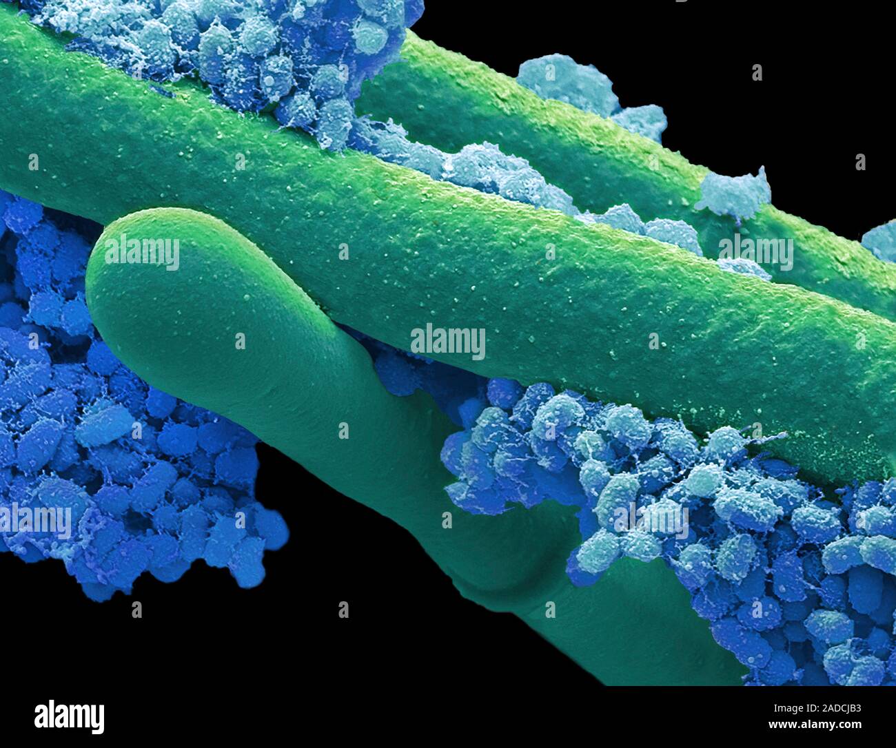 Camembert corteza, análisis micrografía de electrones (SEM). (Mesófilas